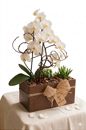 Arranjo Lumina Mini Orquídea Branca & Jardim de Suculentas