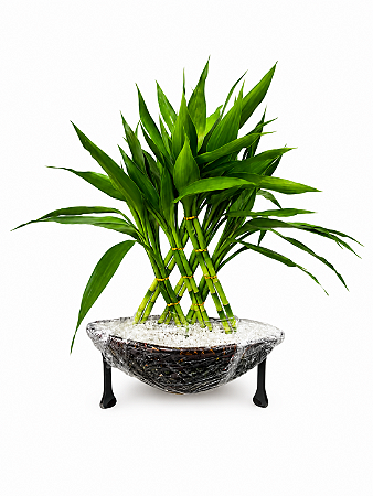 Arranjo Prosperidade Imperial de Bambu da Sorte Premium