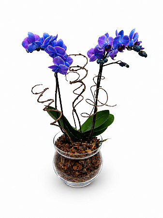 Mini Orquídea Phalaenopsis Azul Imperial no Vaso de Vidro Premium