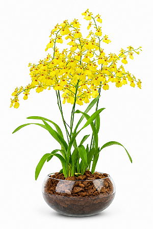 Orquídea Chuva de Ouro Imperial no Vaso de Vidro Premium