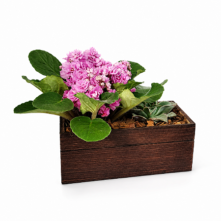 Arranjo Belle Violeta Rosa & Suculenta