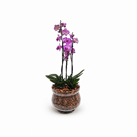 Mini Orquídea Pink e Suculentas Vidro Marina