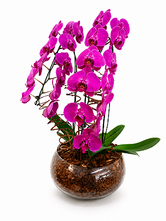 Orquídea Phalaenopsis Pink Cascata Imperial no Vaso de Vidro