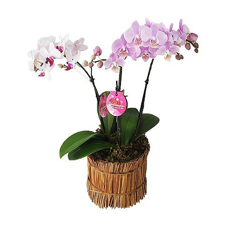 Duo de Mini Orquídeas