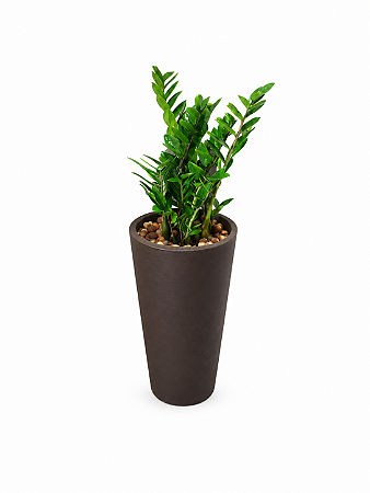 Vaso Zamioculca Plantada Presente