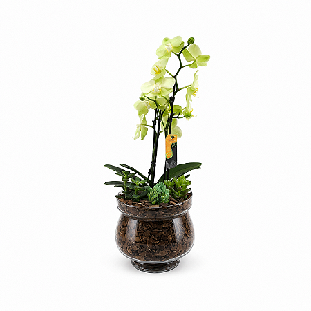 Mini Orquídea Colorida e Suculentas Vidro Marina