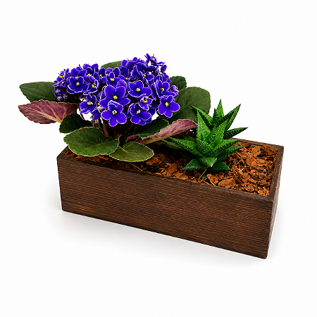 Arranjo Violet Essence Mini Violeta Roxa & Suculenta Premium