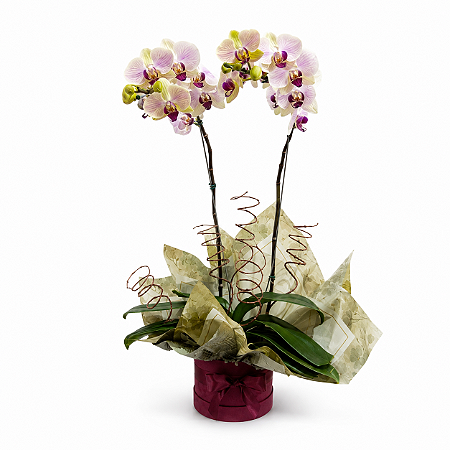 Orquídea Phalaenopsis 2 Hastes Caixa Box Merlot