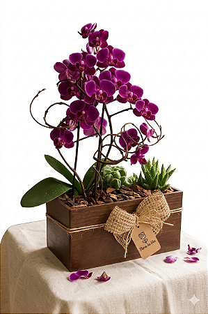 Arranjo Harmonia Real Mini Orquídea & Jardim de Suculentas