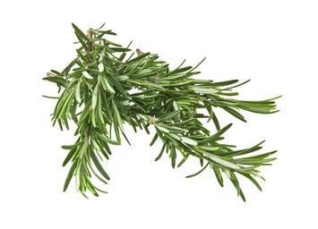 Alecrim - Maço de 300g