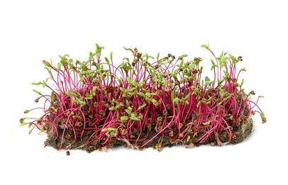 Broto de Beterraba - Bandeja