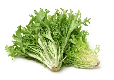 Escarola – 18 Unidades