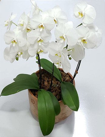 Orquídea no Vaso Luxo