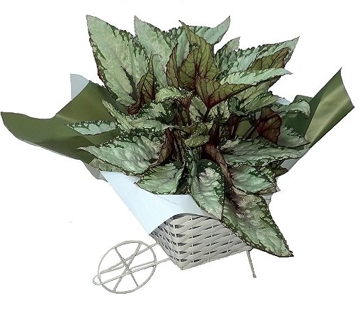 Carinho com Begônia Rex