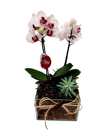 Canteirinho de mini Orquídea