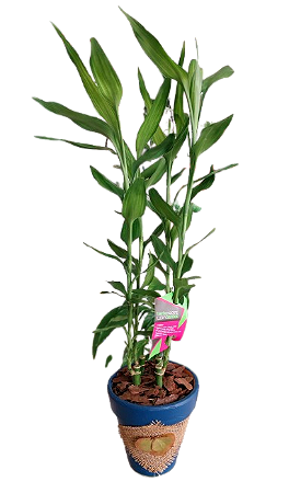 Bambu da Sorte