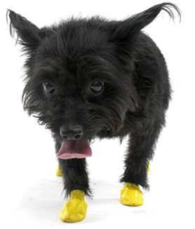 Pawz Amarela - Botas para Cães - Tamanho XX Small (XX Pequena)