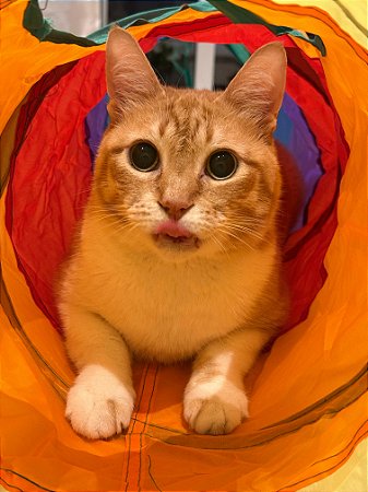 Túnel Para Gatos