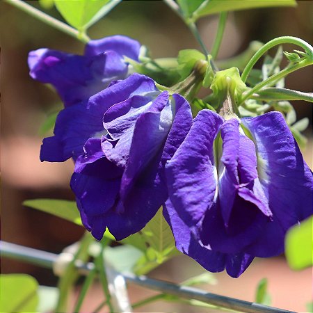 Muda de Flor Fada Azul - Clitoria ternatea Variedade DOBRADA - 4 unidades