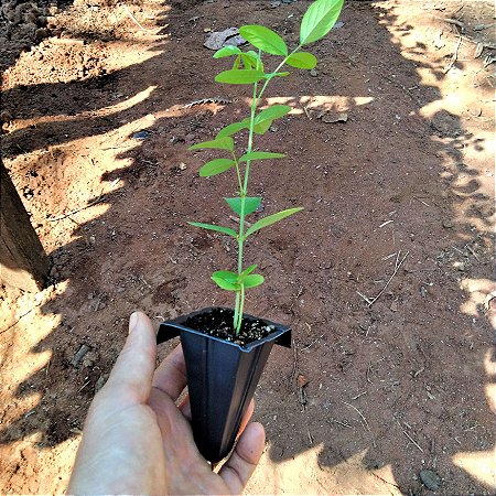 Muda de Flor Fada Azul - Clitória ternatea Variedade Tradicional 2 unidades