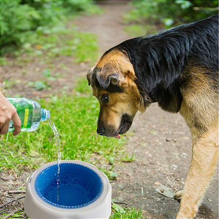 Tigela de Agua Fresca para Cachorro