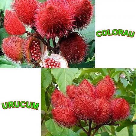 2 Mudas De Urucum Para Fazer Colorau Mudas Paula Freitas As Melhores Para Seu Lar 2 Mudas De Urucum Para Fazer Colorau Mudas Paula Freitas As Melhores Para Seu Lar
