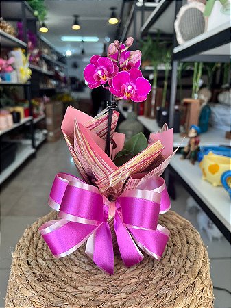 Mini Orquídea Cores Variadas