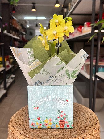Mini Orquídea Variada na Caixa