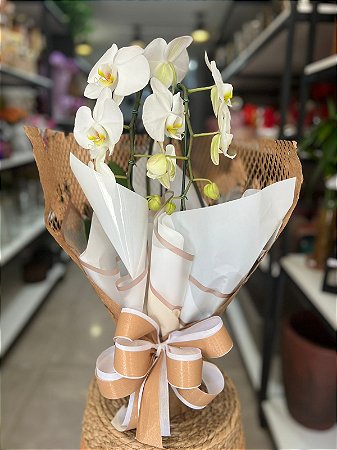 Orquídea Phalaenopsis Branca