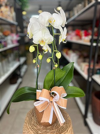 Orquidea Branca no Cachepot de Porcelana
