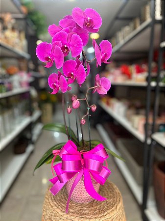 Orquídea Roxa no Cachepo de Porcelana