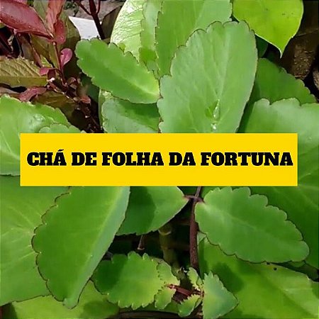 FOLHA DA FORTUNA (Kalanchoe Pinnata) - Armazém Santa Helena | Grãos ...