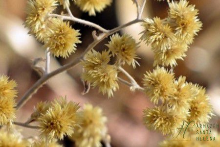 CHÁ DE MACELA (Achyrocline Satureioides)