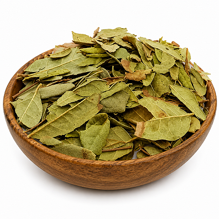 TAPETE DE OXALÁ (Plectranthus Barbatus Andrews)