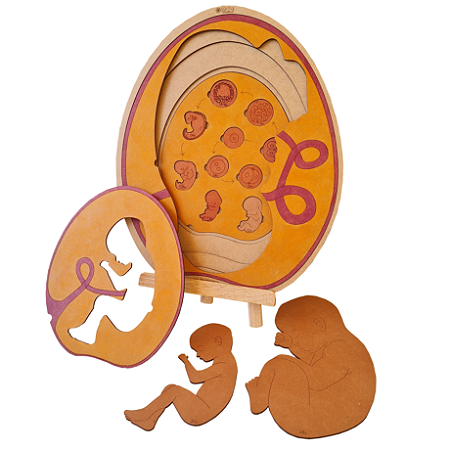 Desenvolvimento Humano: Embrionário e Fetal