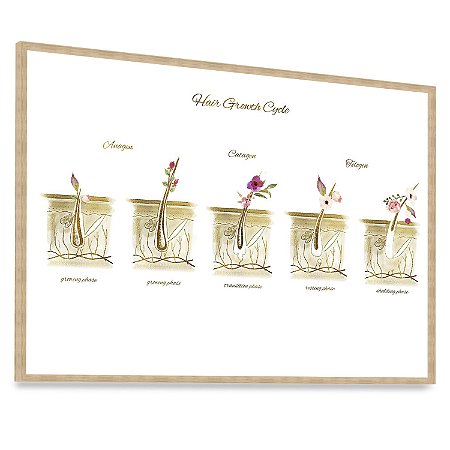 Quadro Decorativo Ciclo Crescimento do Cabelos Hair Estética Capilar Cabeleireira
