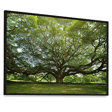 Quadro Decorativo Árvore Grande Galhos Verdes Grama Natureza