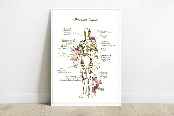 Quadro Decorativo Sistema Linfático Corpo Humano Descrição Português Medicina