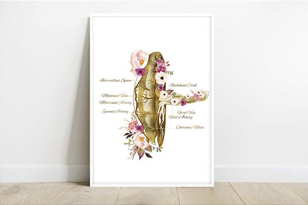 Quadro  Decorativo Obstetra Placenta Obstetrícia Medicina Fetal Anatomia