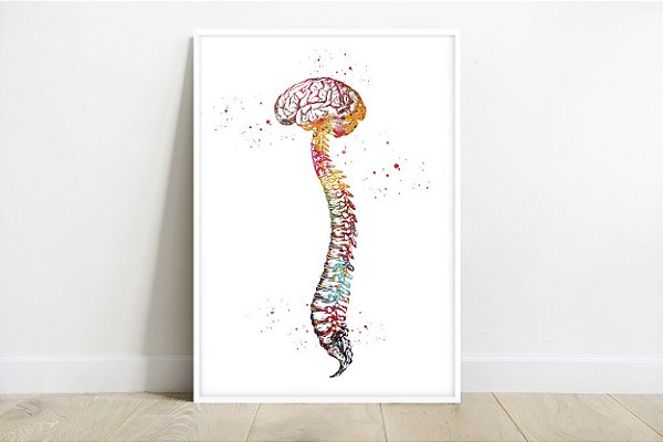 Quadro  Decorativo Cérebro Coluna Vertebral Medicina Fisioterapia