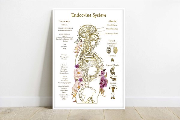 Quadro Decorativo Sistema Endócrino Endocrinologista Clínica Médica Anatomia