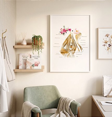 Quadro Decorativo Anatomia Assoalho Pélvico Vulva Ginecologista Obstetrícia