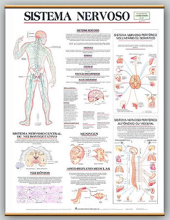 Featured image of post Imagens Do Sistema Nervoso : Ele é formado por vários órgãos, cuja função é captar estímulos do ambiente também é ele que faz com que o corpo reaja a estímulos externos, como cheiros, sons ou imagens, por exemplo.