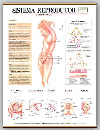 Mapa Sistema Reprodutor Feminino
