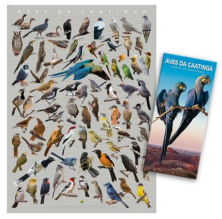 COMBO - Poster + Guia das Aves da Caatinga