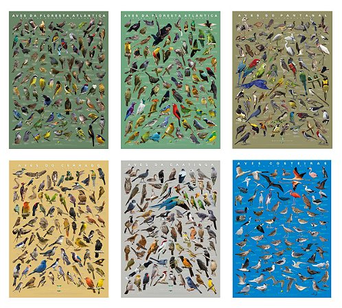 Coleção com 6 Posters das Aves dos Biomas Brasileiros