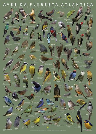 Poster Aves da Floresta Atlântica Volume 1 - NOVA EDIÇÃO!