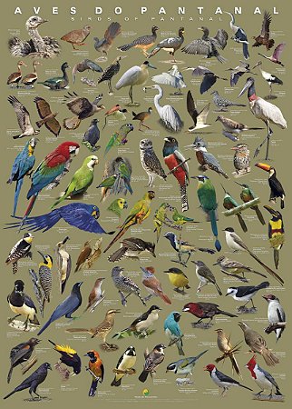 Poster Aves do Pantanal
