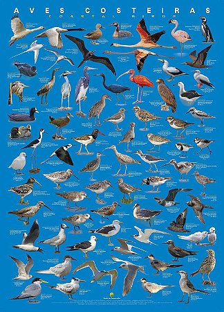 Poster de Aves Costeiras