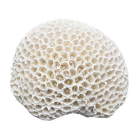 Coral Em Resina Cerebro 16X13 TN-03